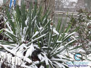 Зима Кропивницький