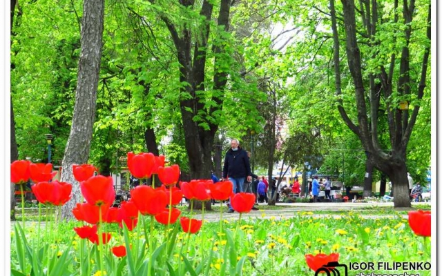 Расцвели тюльпаны