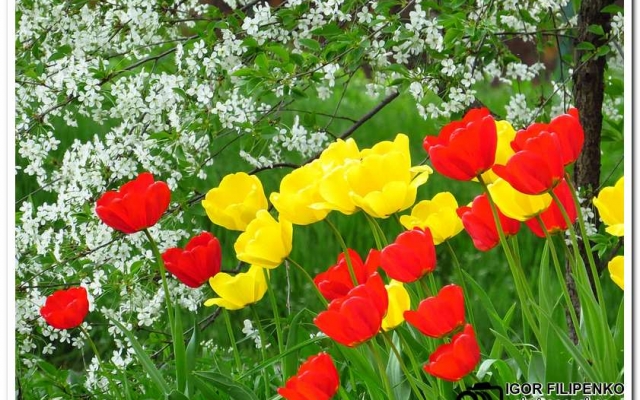 Расцвели тюльпаны