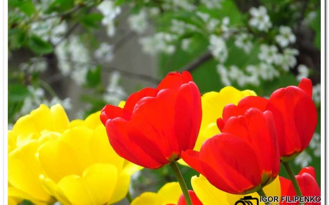 Расцвели тюльпаны