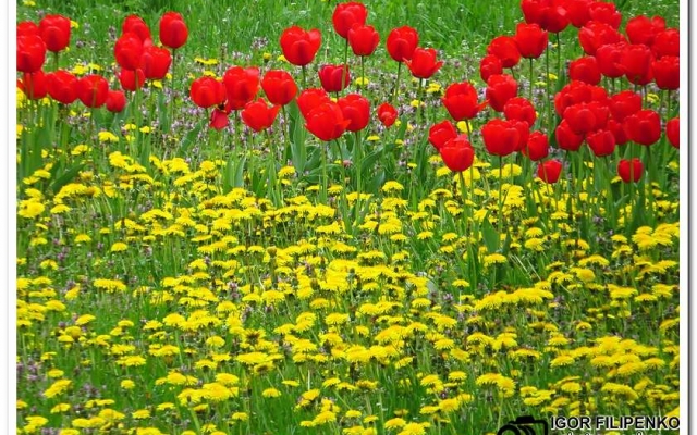 Расцвели тюльпаны