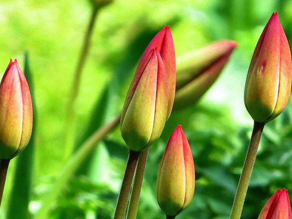 3:22 Божественная красота тюльпанов, фото Игоря Филипенко