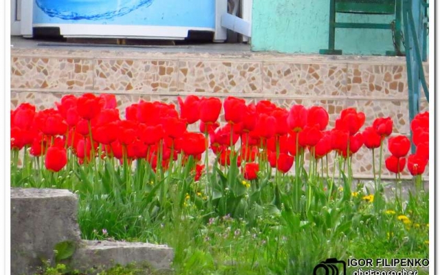 Расцвели тюльпаны