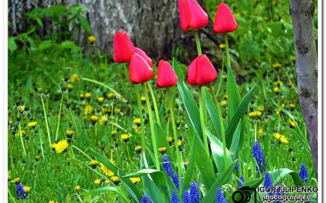 Расцвели тюльпаны
