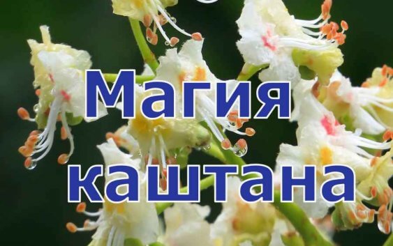 Магия каштана