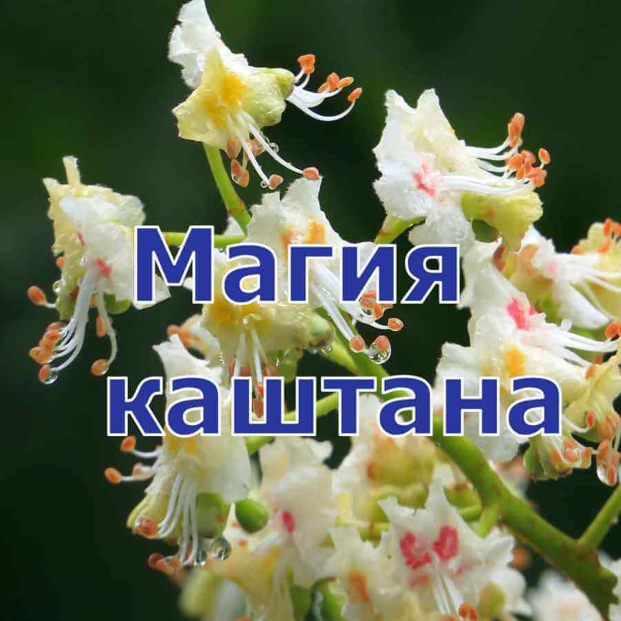 Магия каштана