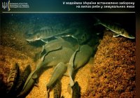 У водоймах України встановлено заборону на вилов риби у зимувальних ямах