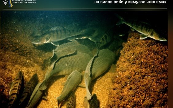 У водоймах України встановлено заборону на вилов риби у зимувальних ямах