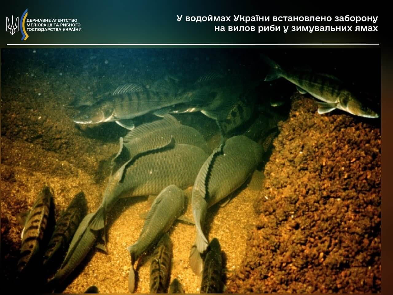 У водоймах України встановлено заборону на вилов риби у зимувальних ямах