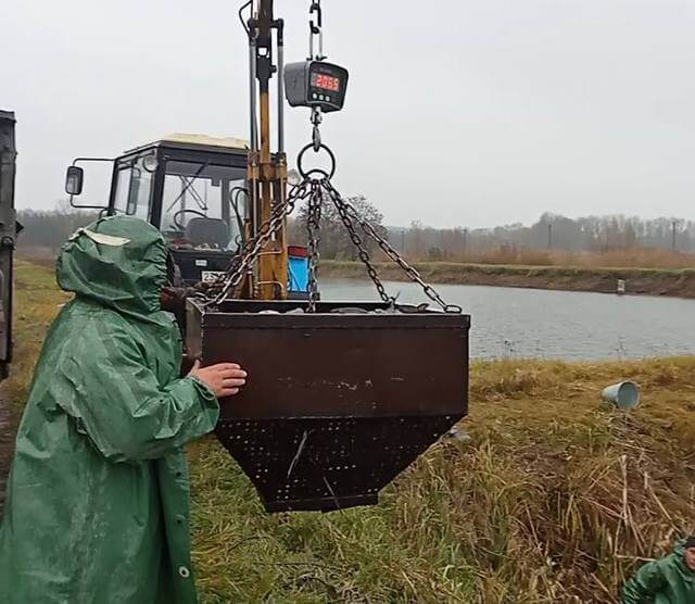 Два водосховища Кіровоградщини поповнилися мальком