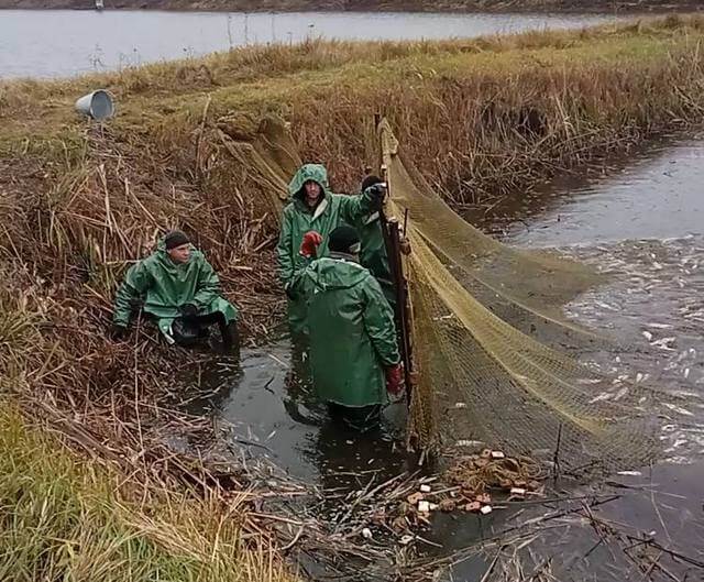 Два водосховища Кіровоградщини поповнилися мальком