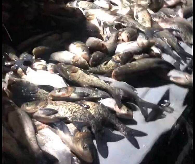 Два водосховища Кіровоградщини поповнилися мальком