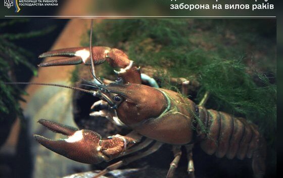 У водоймах України стартує заборона на вилов раків