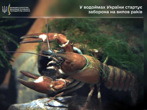 У водоймах України стартує заборона на вилов раків